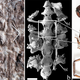 A zoomed-in section of the fossil (left), an SEM image of a modern scorpion respiratory/circulatory system (center), and a photo of a modern scorpion.